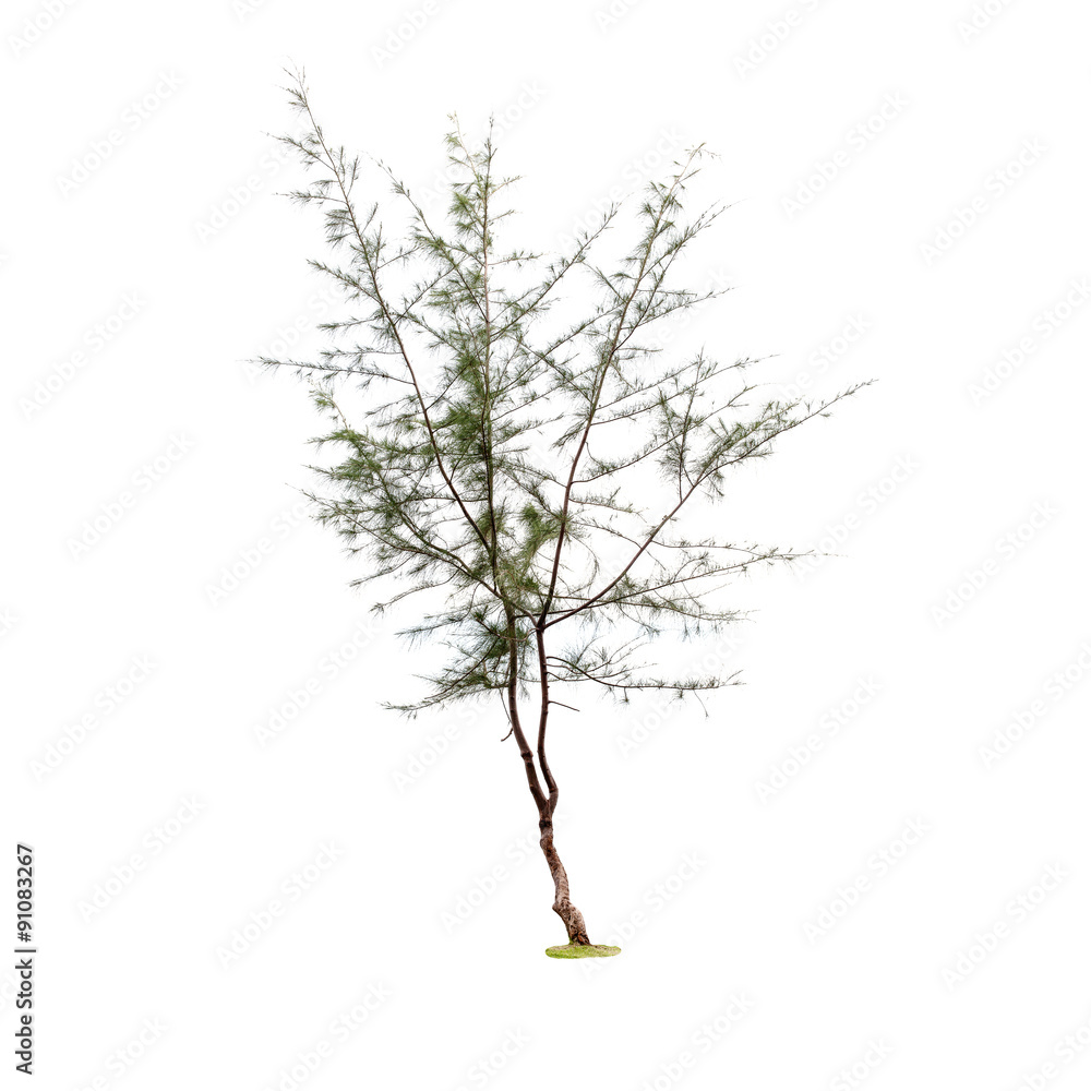 pine tree on a white background. pine tree on a white background.