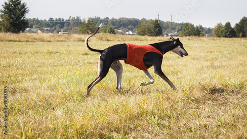 Coursing. Hound Dog Horta is running on the field. Red shirt