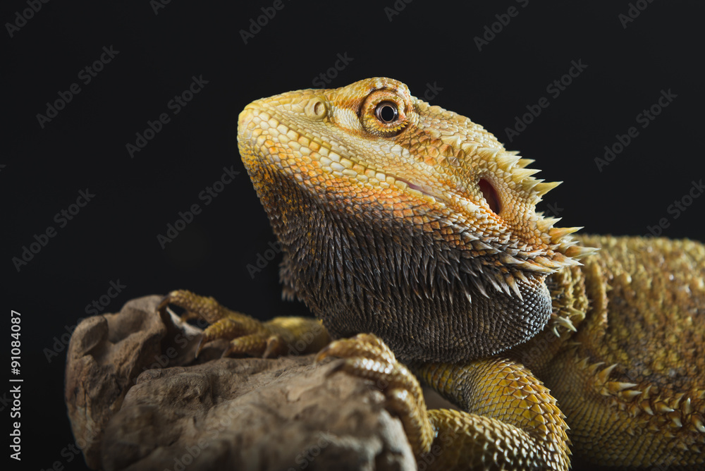 Obraz premium Bearded dragon on a black background.