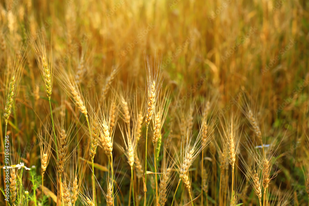 wheat ears wheaten field organic farm products Summer Autumn