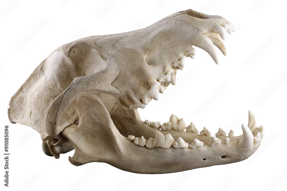 Fototapeta premium Skull of grey wolf isolated on a white background. Opened mouth. Sharp isolation by pen tool. Focus on full depth. 