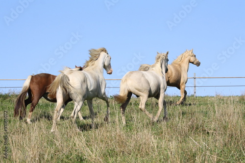 Troupeau de chevaux au galop © Caroline VERGNES