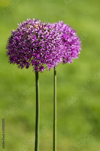 alium onion flower