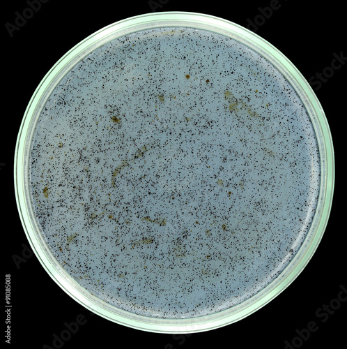 Sterile agar plate with small drops of crude oil. All spots and dots are petroleum drops. This media prepared for oil-degrading bacteria. Isolation on a black background. Sharp isolation by pen.