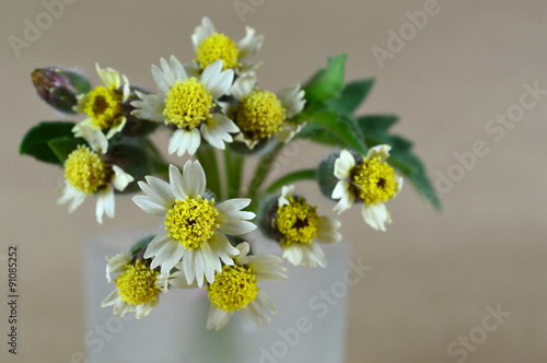 Tridax daisy flower, Tridax procumbens, Family Asteraceae, Central of Thailand photo