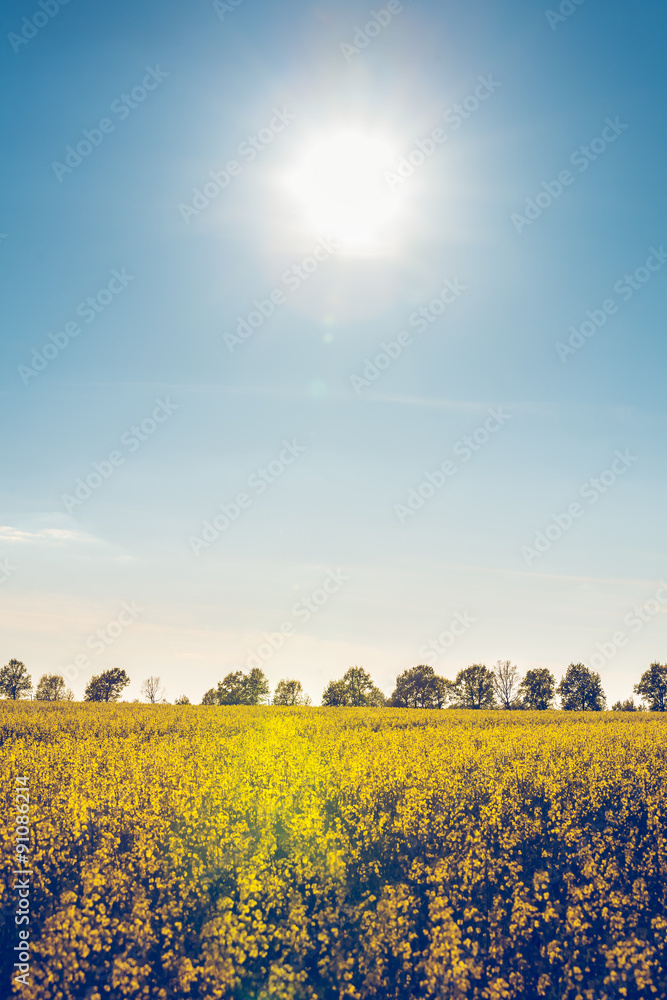 field with flowering yellow oilseed rapeseed