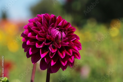 Fototapeta Naklejka Na Ścianę i Meble -  Dahlie 1