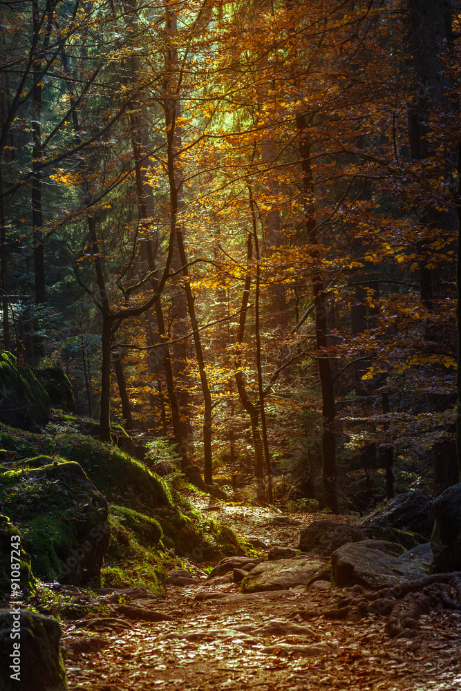 autumn forest path with a vertical shining