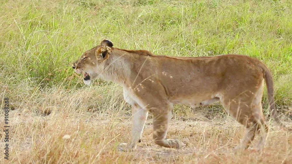 Lioness walking in the grass, Masai Mara
Lioness walking in the grass, Masai Mara