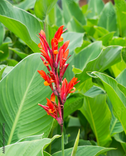 Blooming red canna lily flower with green leaves background