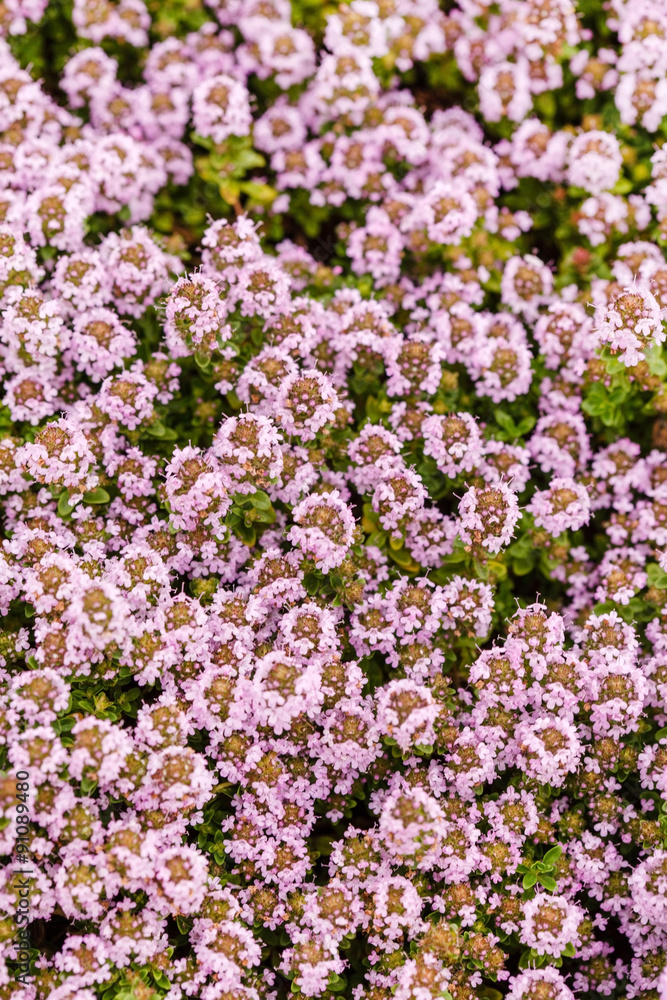 thyme thyme