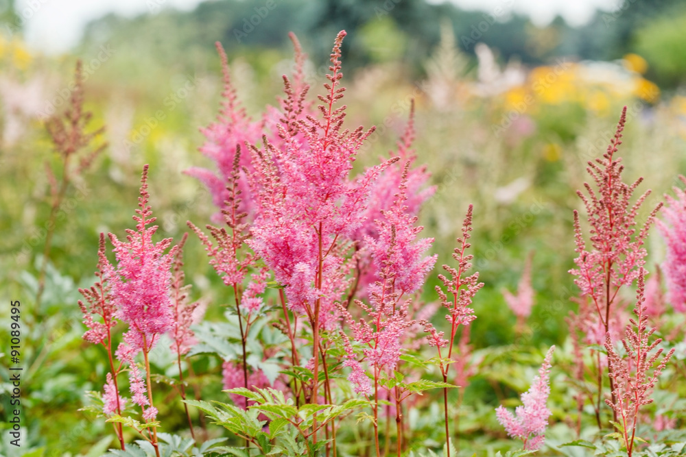 Naklejka premium astilbe flowers in a garden