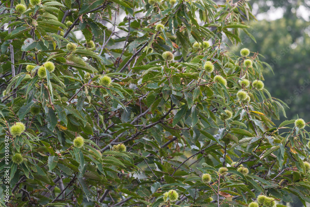 Chestnut tree Chestnut tree