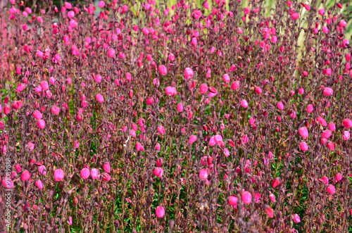 Irische Glockenheide rosa