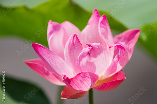 Natural background with lotus flower and leaves. Bangkok, Thailand.