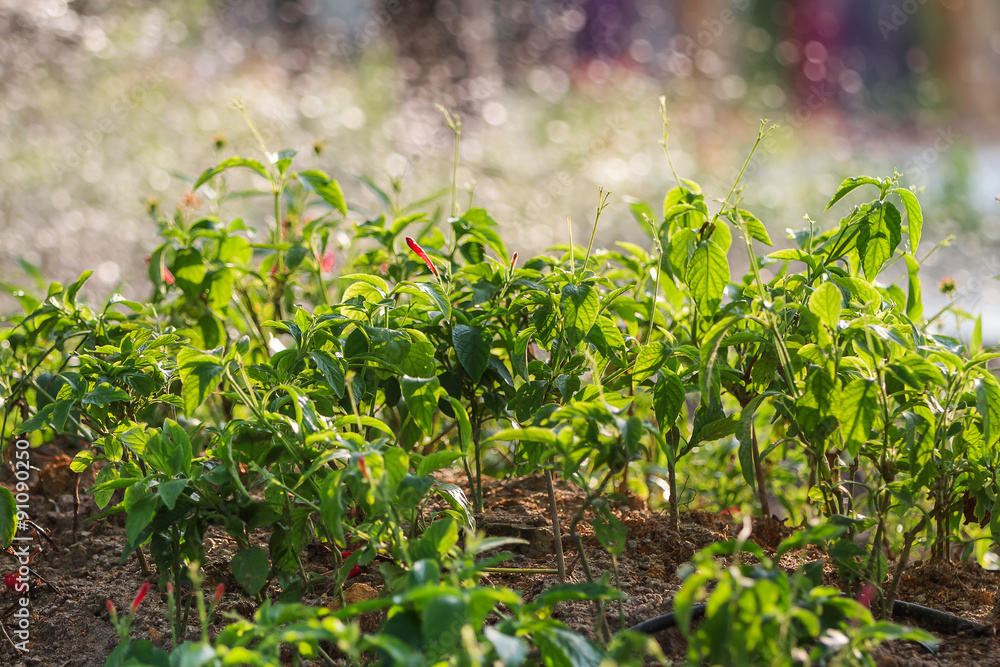 Flower bed with young plants on sunlight. Flower bed with young plants on sunlight.