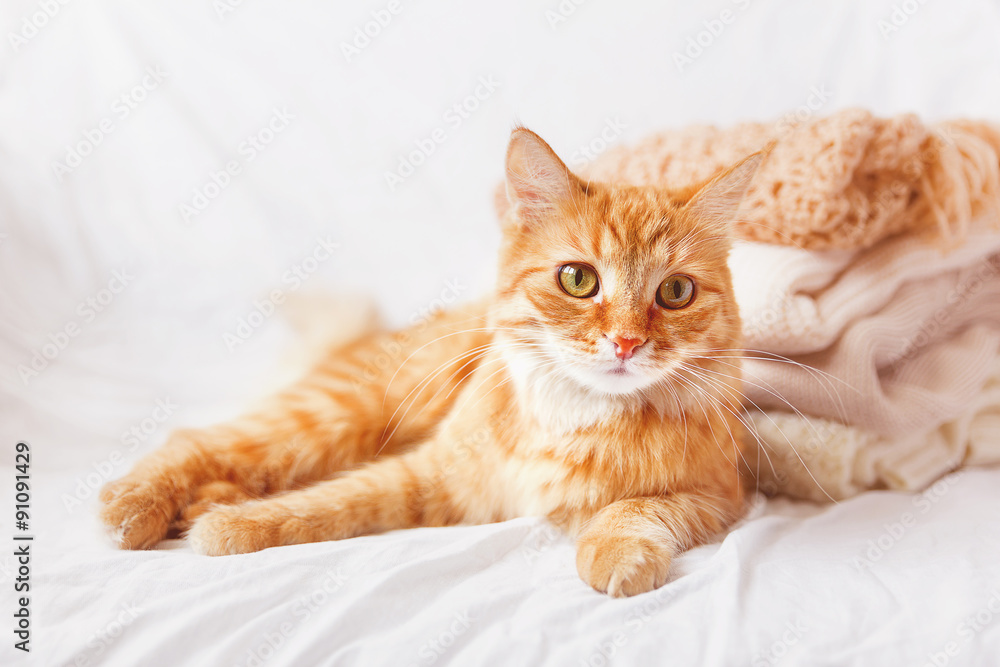 Ginger cat  lies near a pile of beige woolen clothes on a white background.