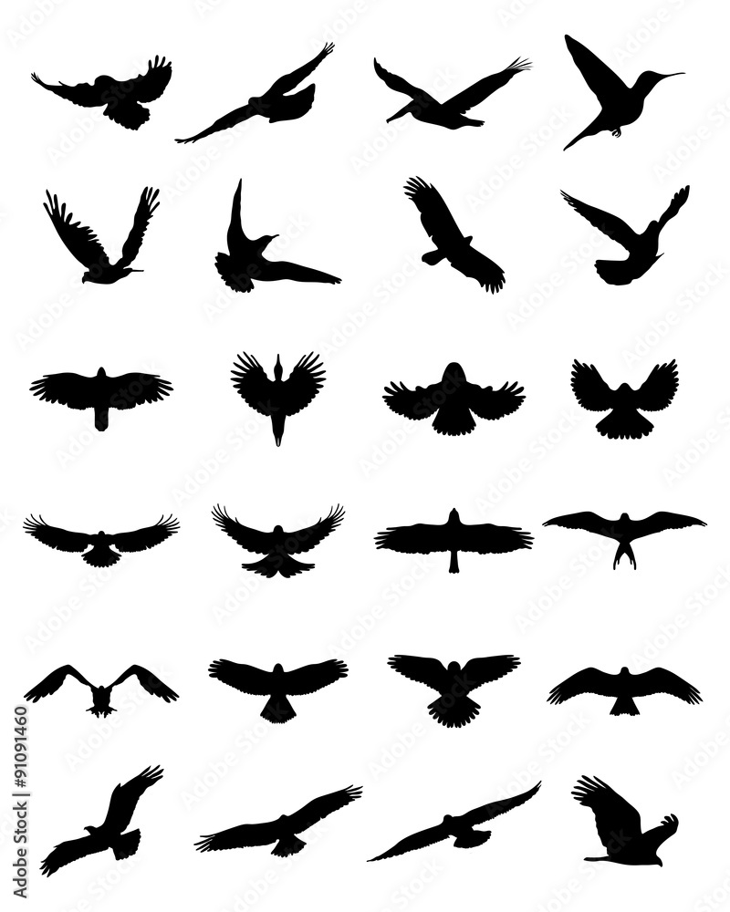 Black silhouettes of birds in flight, vector Black silhouettes of birds in flight, vector