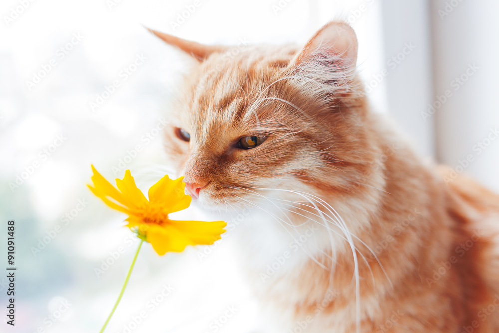 Naklejka premium Ginger cat smells a bright yellow flower. Cozy morning at home. Cute background, soft focus.