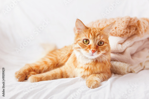 Ginger cat lies near a pile of beige woolen clothes on a white background.