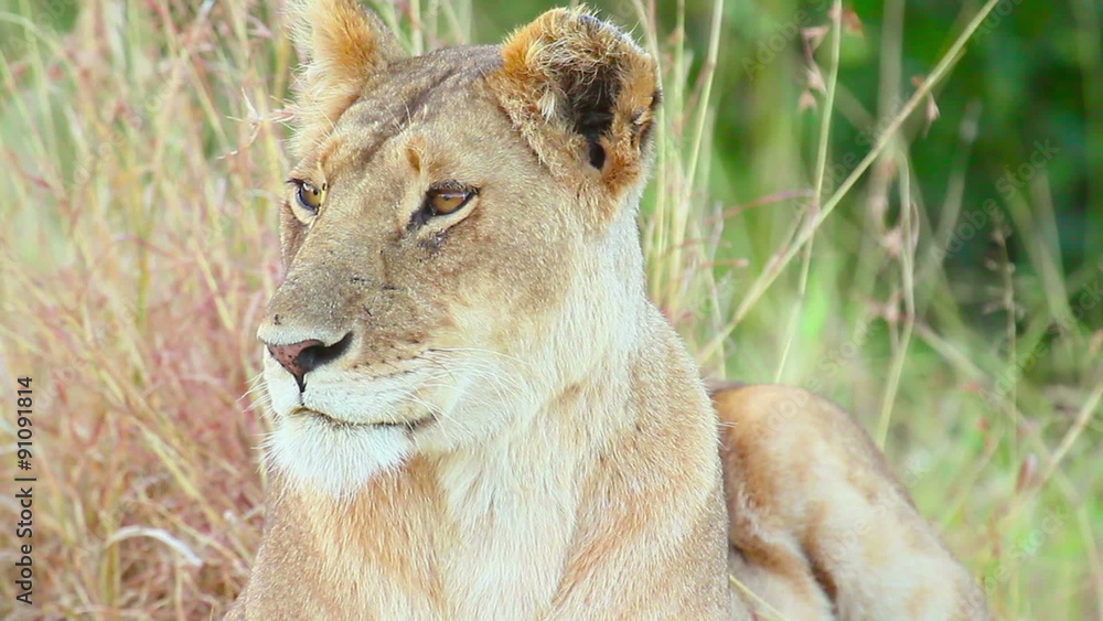 Lioness falling asleep in the grass, Masai Mara
Lioness falling asleep in the grass, Masai Mara