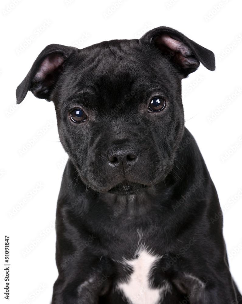 Cute black puppy portrait on a white background Cute black puppy portrait on a white background