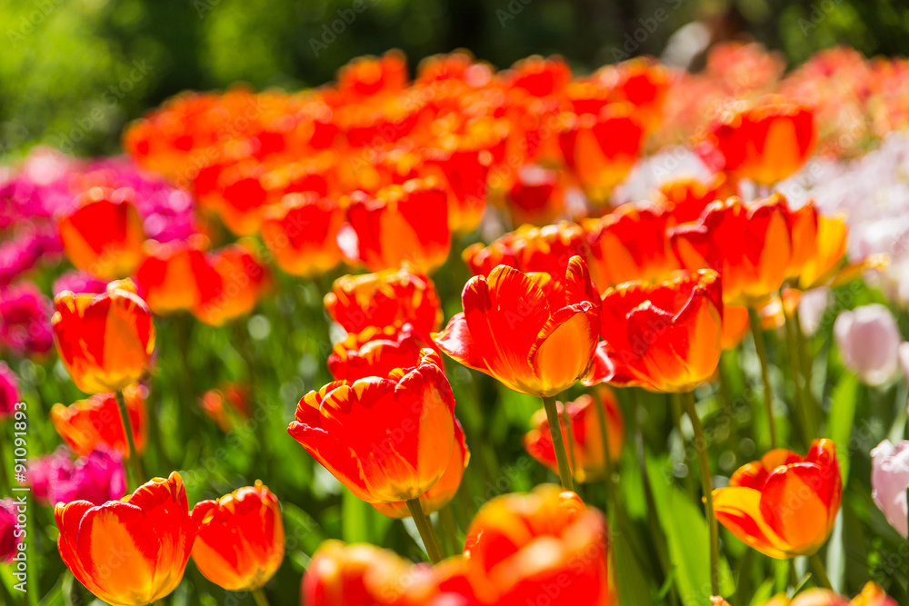 Natural background with different kinds of tulips. Spring background. Natural background with different kinds of tulips. Spring background.
