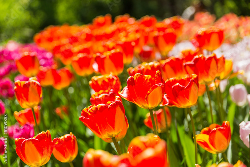 Natural background with different kinds of tulips. Spring background.