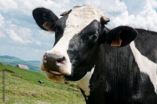 Vache aux grandes oreilles qui tire la langue