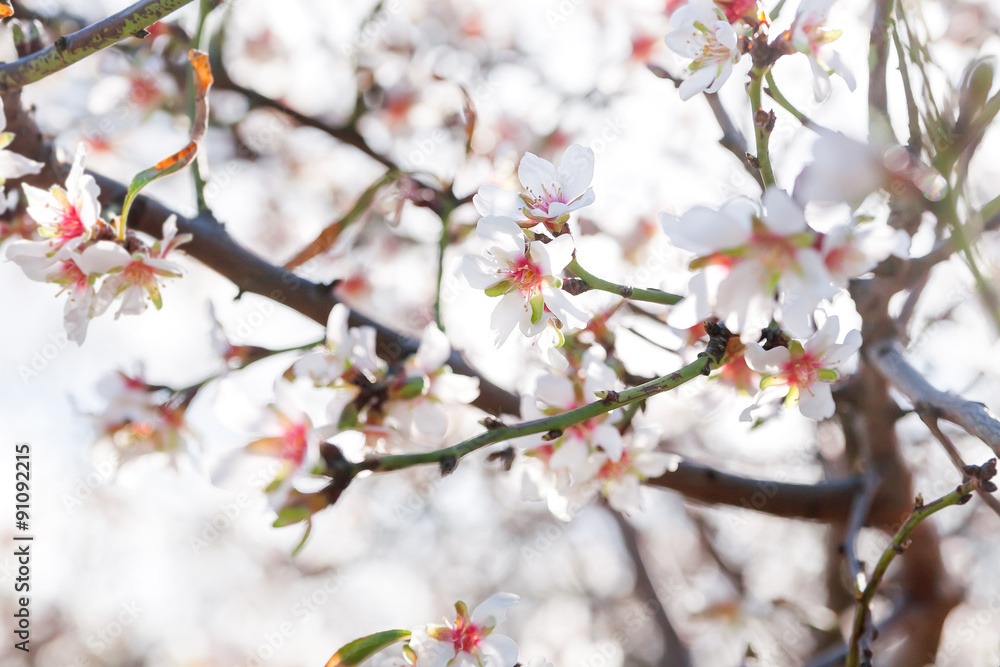 Blossoming of cherry flowers in winter time with green leaves, Malta. Blossoming of cherry flowers in winter time with green leaves, Malta.