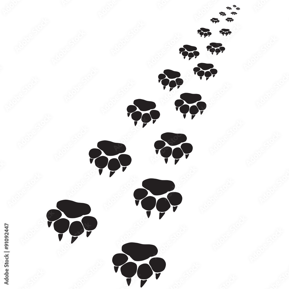 Fototapeta premium Footprints of a big cat 5-vector