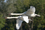 Mute Swan in the flight.