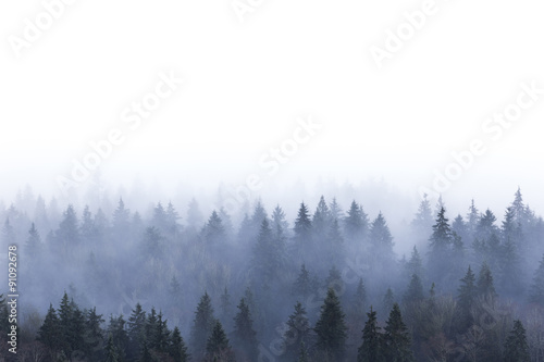 foggy pine forest © Feng Yu