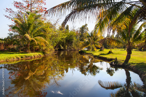 Natural background - palm trees grow on the bank of a pond. Cuba