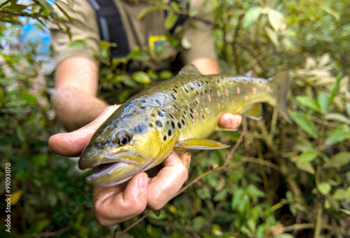 Fly fisherman holding a Brown Trout fish