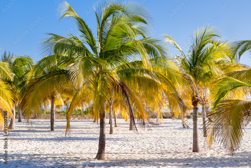 Natural background with palm tree leaves and sun reflection. Cuba.
