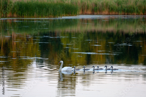 Mother swan with five cygnets