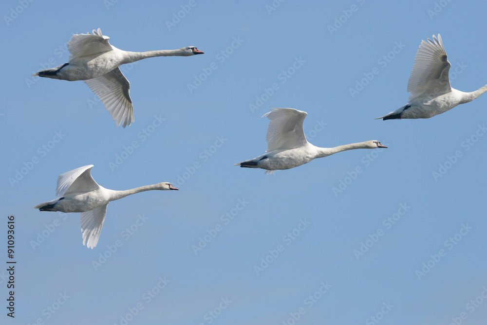Obraz premium Mute Swan in the flight.