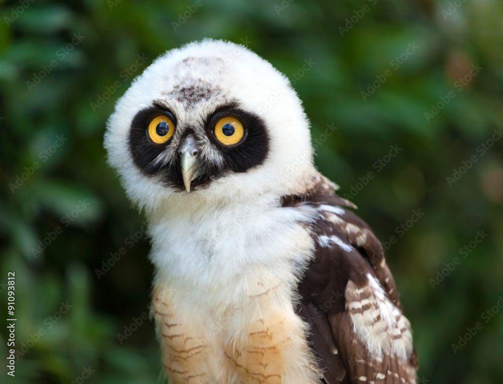 Naklejka premium Portrait of Spectacled Owl