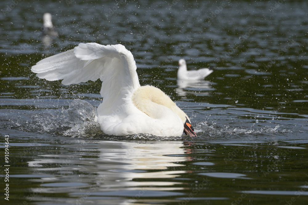 Fototapeta premium Mute Swan