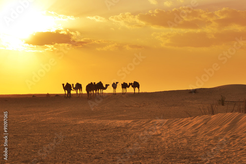 Camels on a desert