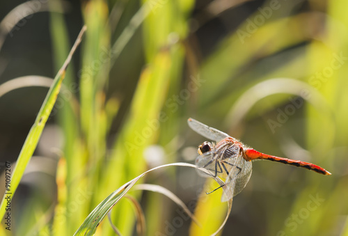 White-faced Meadowhawk  (Sympetrum obtrusum) photo