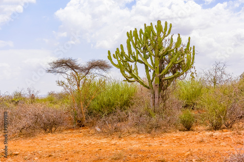 Trees in Ethiopia photo