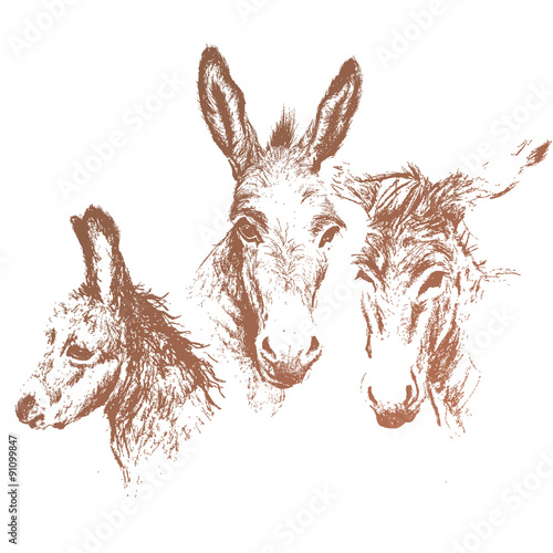 Three donkeys