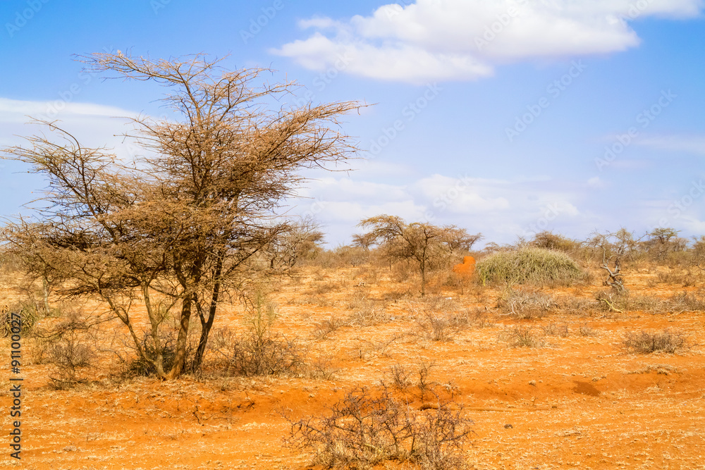 Trees in Ethiopia