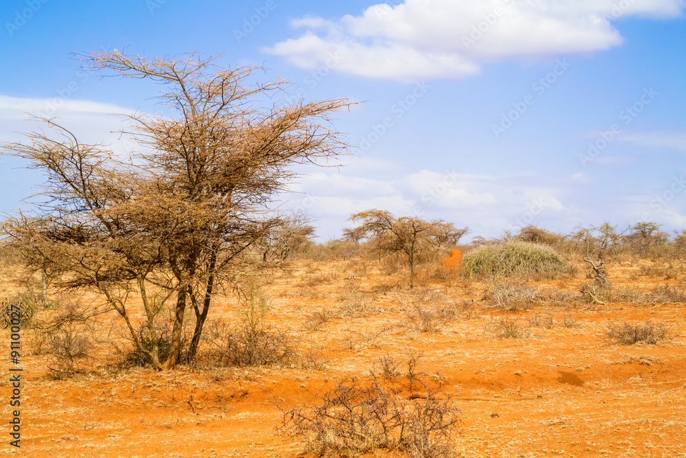 Trees in Ethiopia Trees in Ethiopia