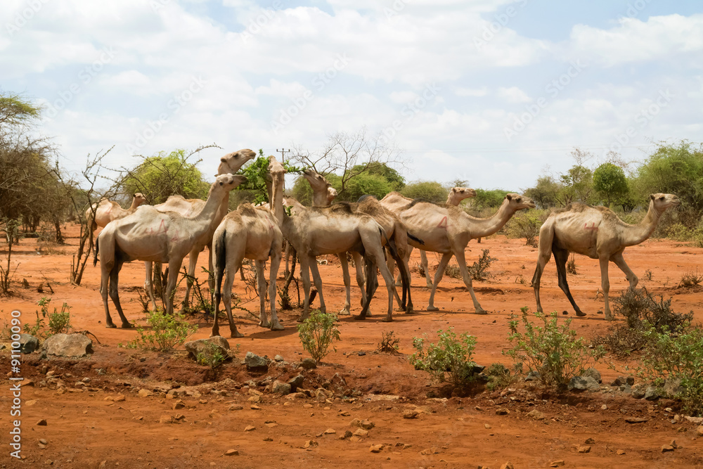 Herd of Camels in Ethiopia