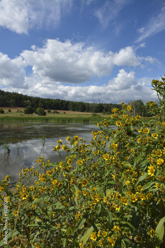summer landscape