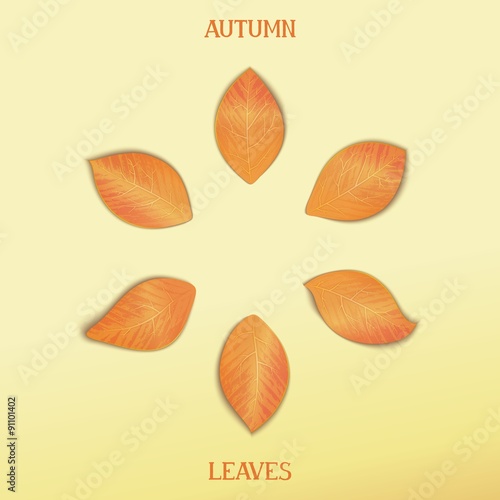 Six realistic vector autumn leaves. Vector eps 10