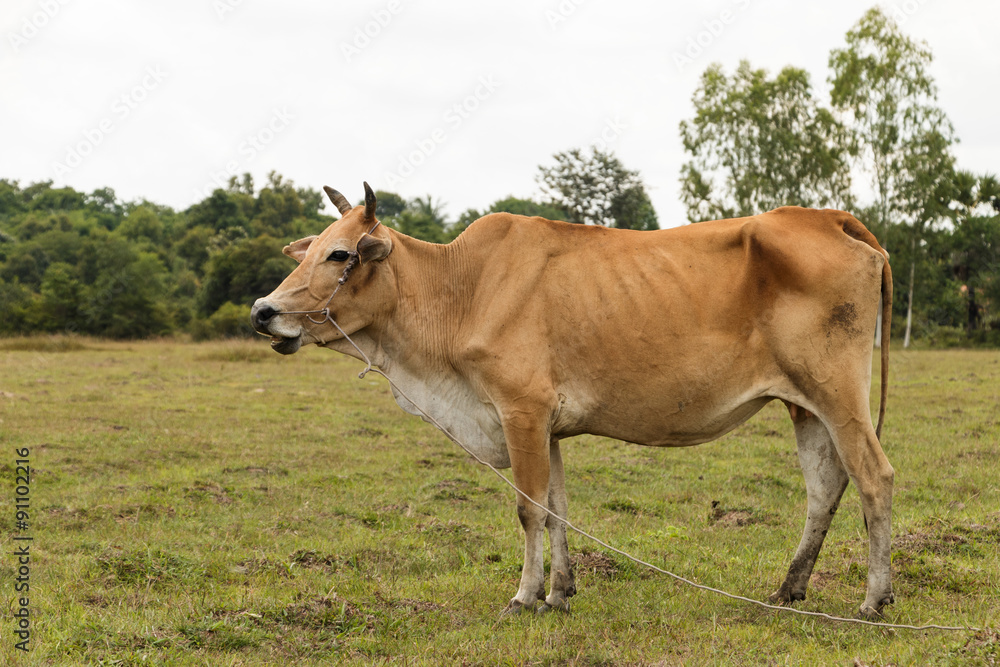 left side Brown cow cattle rural background left side Brown cow cattle rural background